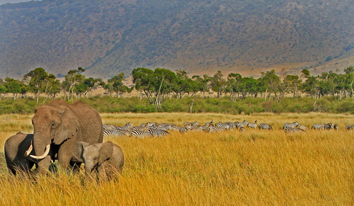 Fauna de Masai Mara