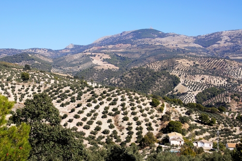 Olivos en Montefrío