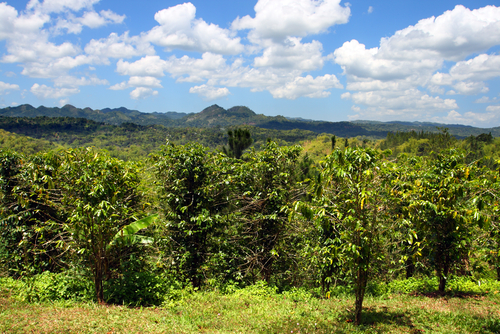 Plantación de café en Jamaica