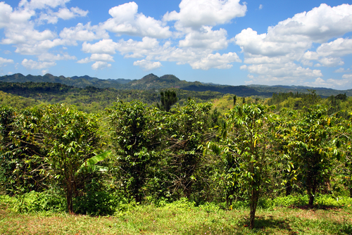 Plantación de café en Jamaica 