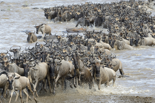 Gran migración en Masai Mara