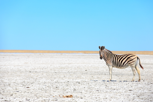 Cebra enParque Nacional Makgadikgadi Pans