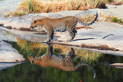 Leopardo en Masai Mara