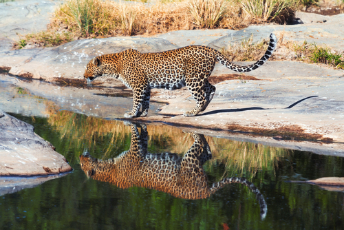 Leopardo en Masai Mara