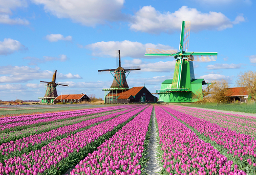 Campo de tulipanes en Holanda