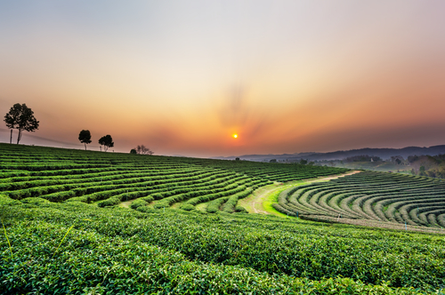 Plantación de té en Chiang Rai