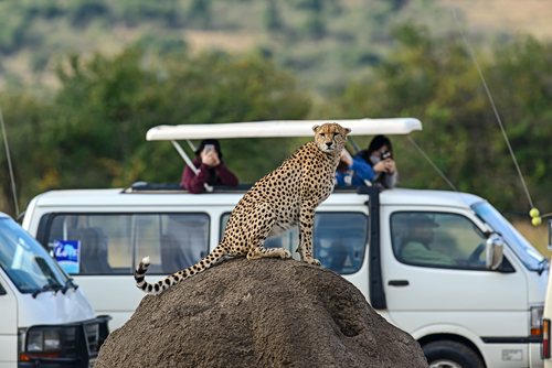 Masai Mara