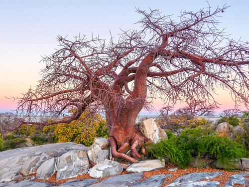 Parque Nacional Makgadikgadi Pans