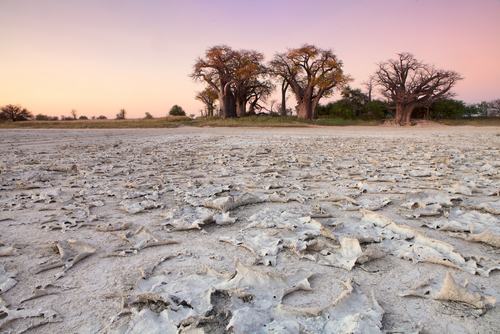 Parque Nacional Makgadikgadi Pans