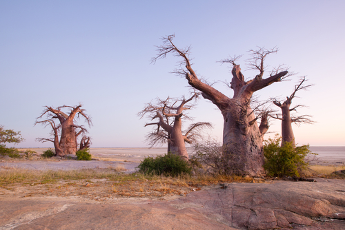 Parque Nacional Makgadikgadi Pans, lo mejor de África
