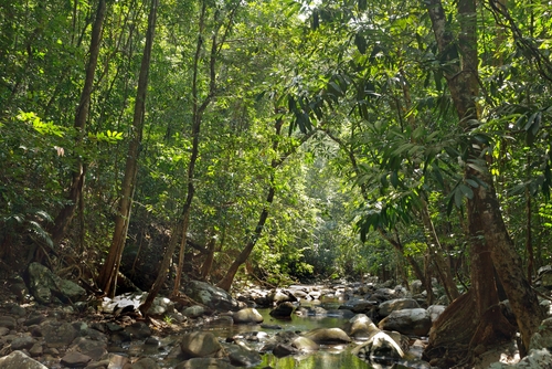 Jungla en Tarutao
