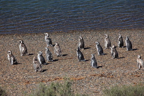 Pingüinos en PuntaTombo