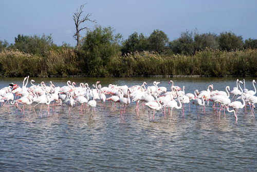 Parque Natural de La Camargue