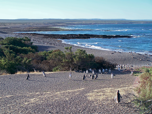 Punta Tombo: pingüinos en Argentina