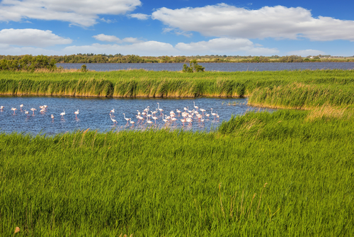 La Camargue