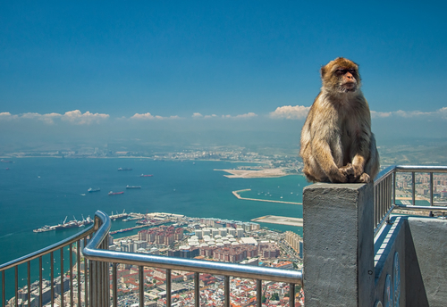 Mono en Gibraltar