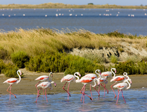 La Camargue en Francia