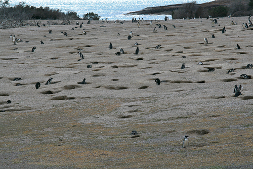 Pingüinos en Punta Tombo