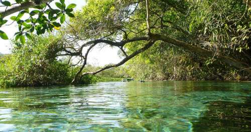 Bonito en Brasil
