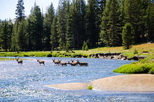 Parque Nacional Yosemite