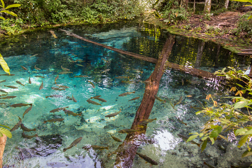 Río Salobra en Bonito