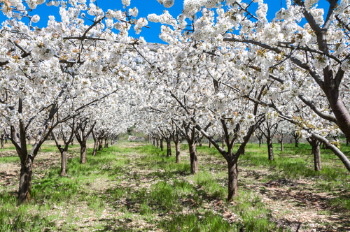 Cerezos en flor en el Valle del Jerte