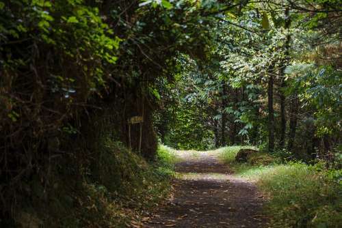 Bosque en Taramundi