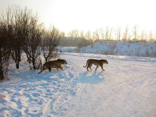 Harbin Tiger Park
