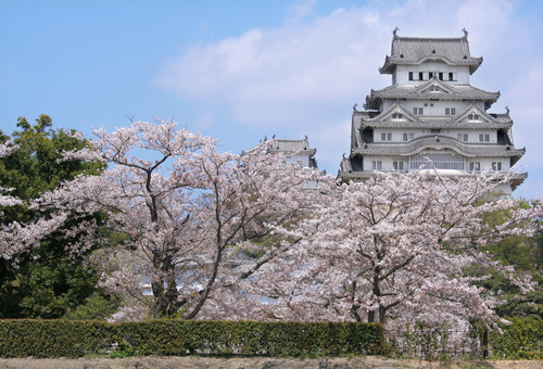 Cerezos en flor, un espectáculo para ver en un viaje a Japón