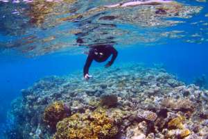 Snorkel en la Gran Barrera de Coral