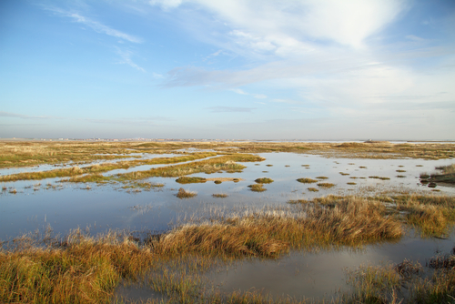 Lagunas de Villafáfila en Zamora