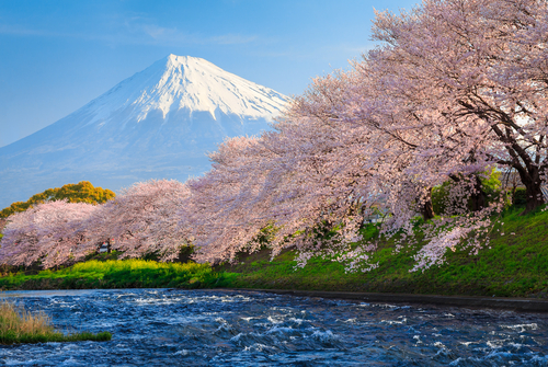 Cerezos en Sakura Japón