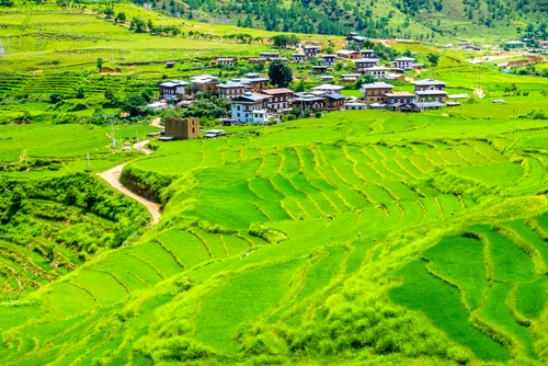 Campos de arroz en Buthán