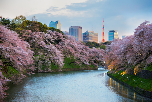 5 cosas que podrás hacer solo en Tokio