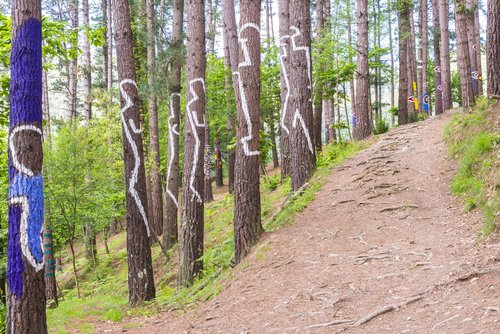 Bosque de Oma
