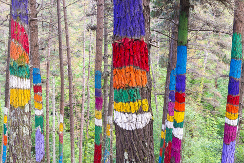 Bosque de Oma
