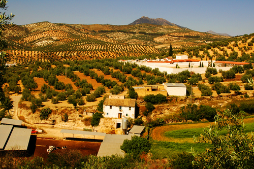 Campos de olivos en Málaga