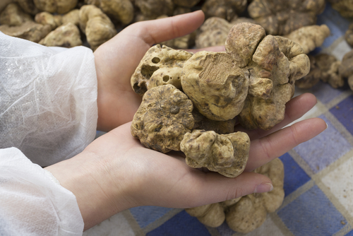 Trufas blancas de Alba en Italia