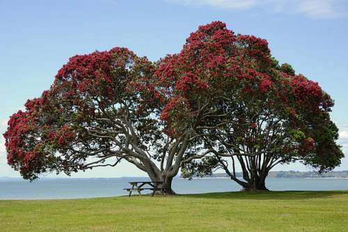 Pohutukawa en Nueva Zelanda