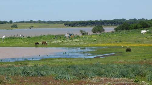 La Reserva Natural Dehesa de Abajo, un paraíso en Andalucía La Reserva Natural Dehesa de Abajo, un paraíso en Andalucía