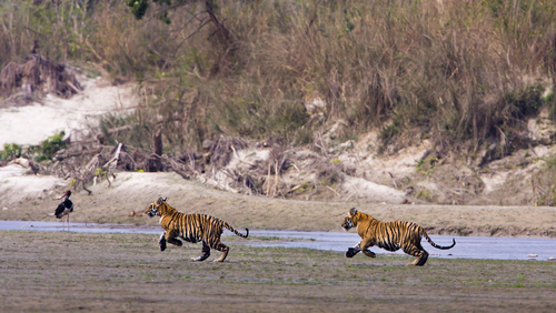 Parque Nacional Kanha en India