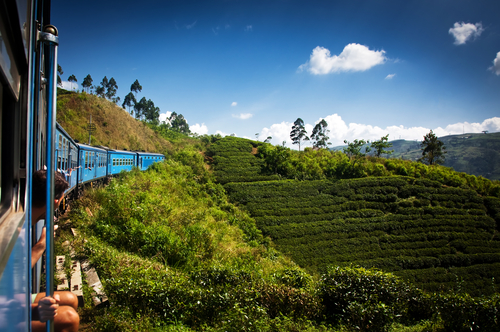 Plantación de té en Sri Lanka