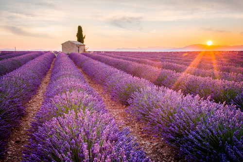 Campo de lavanda en la Provenza