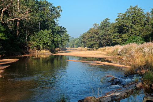 Parque Nacional Kanha en la India