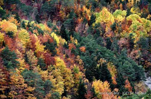 La Pardina del Señor