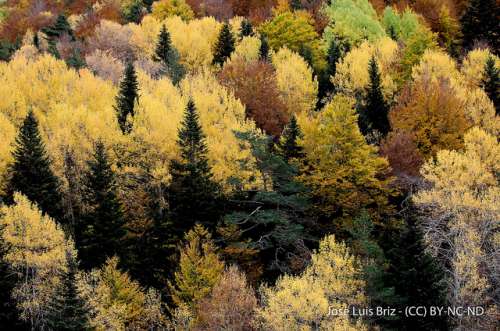 La Pardina del Señor