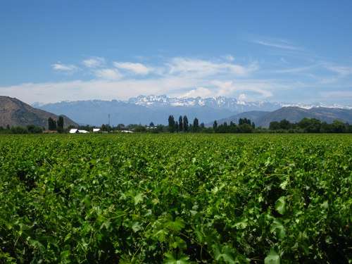 El valle de Colchagua en Chile y su tradición vinícola
