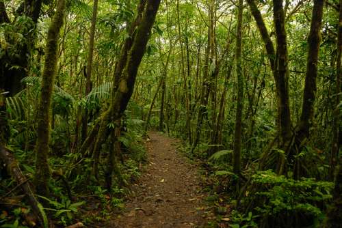 Parque Nacional Volcán Tenorio