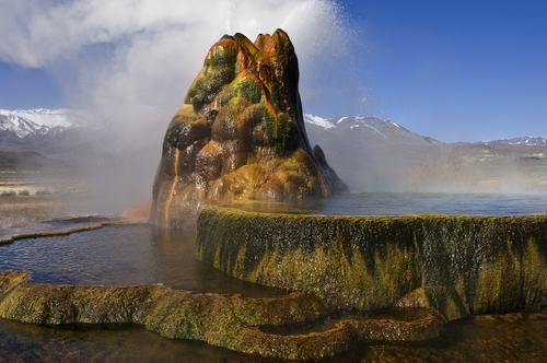 Geyser Fly