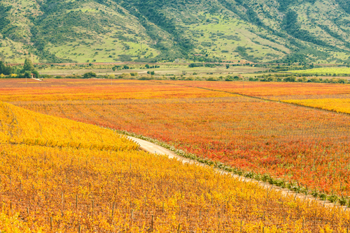 Valle de Colchagua en Chile